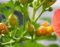 密陀僧的功效与作用