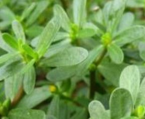 马齿苋的药用价值 马齿苋的药用价值和怎样吃