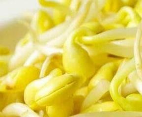 黄豆芽的营养价值与功效 黄豆芽的营养价值及功效