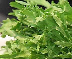 苦苣菜的功效与作用（生吃苦苣菜的功效与作用）