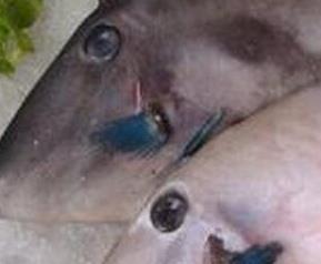 马面鱼的功效与作用（马面鱼营养价值与功效）