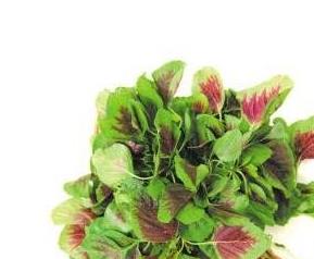 紫苋菜可以和白菜一起吃吗 紫苋菜可以和白菜一起吃吗宝宝