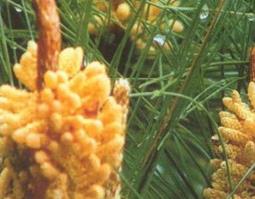 松花粉的作用（松花粉的作用与功效）