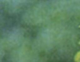 黄芪的功效与作用 黄芪的功效与作用及正确吃法