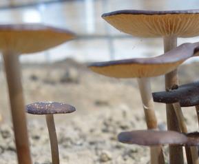 长根菇的功效与作用 蘑菇根的作用与功效