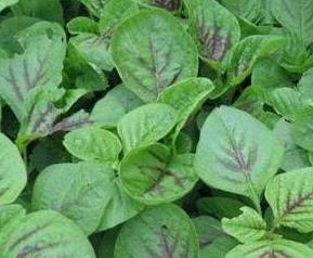 人性菜的功效与作用（人性菜的功效与作用禁忌用）