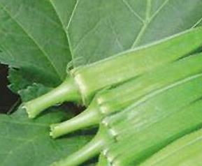 毛茄的功效与药用价值（毛茄的功效与作用）