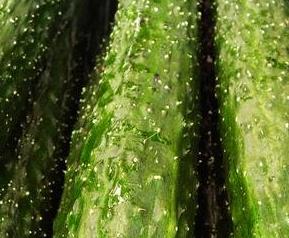 黄瓜生吃有什么功效与作用(生吃黄瓜有什么好处功效与作用)