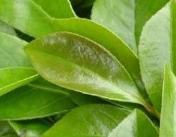 南烛叶功效和作用（南烛叶功效和作用图片）