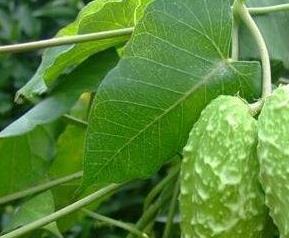 萝藦的使用禁忌和副作用（萝藦的作用和毒性）