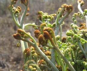 吃蕨菜的好处与坏处（吃蕨菜的好处与坏处图片）