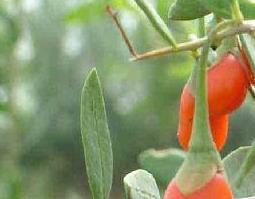 枸杞的功能（枸杞的功能因子）