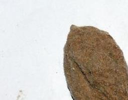 碧桃干功效和作用 碧桃的功效