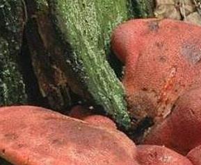 牛舌菌的功效与作用 牛舌的功效和作用