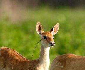 鹿骨的营养价值 鹿骨的药用价值及功效