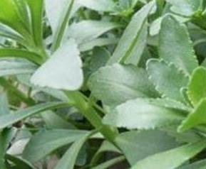 救心菜的功效与营养价值（救心菜的功效与作用和吃法与副作用）