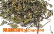 猫须草的功效与作用（猫须草的功效与作用及禁忌）