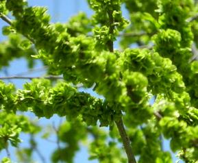 榆钱的营养价值与功效(榆钱的营养价值及功效与作用)