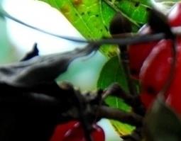 山萸肉的功效与作用（山萸肉的功效与作用及副作用）