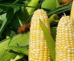 哪些人不能吃玉米 哪些人不能吃玉米须