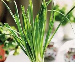 家里养洋葱好吗 家里养洋葱好不好