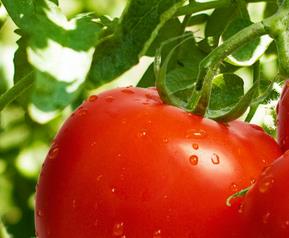 西红柿的营养价值(西红柿的营养价值和功效和禁忌)