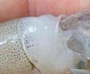 注胶虾怎么分辨(注胶虾怎么分辨真假)