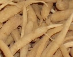 西洋参的作用与功效（西洋参的作用与功效与作用）