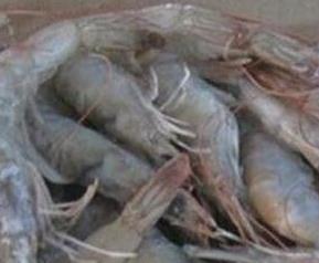 带壳冻虾怎么做好吃 带壳冻虾怎么做好吃窍门