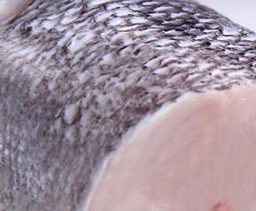 蓝鱈鱼的功效和作用（蓝鳕鱼的功效和作用及禁忌）