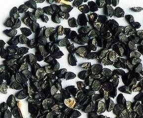 白葱籽的功效与作用及禁忌 白葱籽的功效与作用及禁忌症