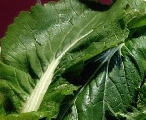 女性祛皱的食材有哪些 女人抗皱食物有哪些