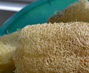 干水瓜壳的功效与作用(干水瓜壳的功效与作用禁忌)