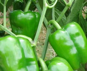 吃青椒会上火吗 吃青椒会上火吗小孩