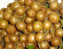 黄皮的功效 黄皮的功效与作用及副作用