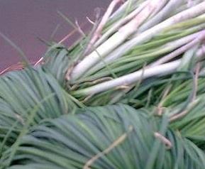 野葱的功效与作用 野葱的功效与作用,野葱的副作用