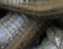 水蛭的功效 水蛭的功效与作用