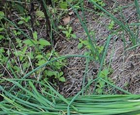 野葱的功效与作用 野葱的功效与作用及禁忌