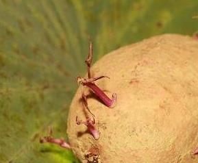 地瓜发芽以后还能吃吗 地瓜发芽还能吃吗?有毒吗?