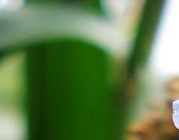 夏枯草的作用与功效（肉苁蓉和夏枯草的作用与功效）