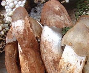 鸡枞菌的功效与作用（鸡枞菌的功效与作用及禁忌）