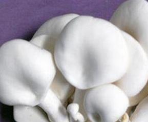 阿魏菇的功效与作用 野生阿魏菇根的药效