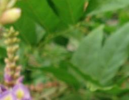 鸡血藤的作用 中药鸡血藤的作用