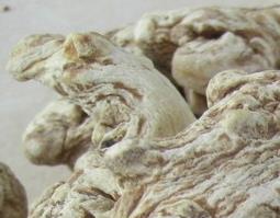 当归功效和作用（药用当归的功效和作用）