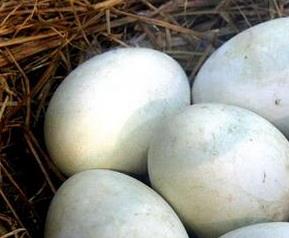 吃鹅蛋的好处有哪些 请问吃鹅蛋有什么好处