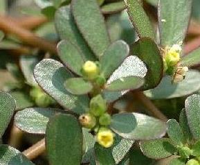 麻齿菜的功效与作用 齿笕菜有何功效