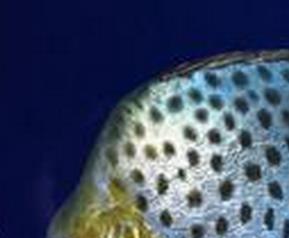 金钱鱼的功效与作用 金钱鳘鱼的功效与作用