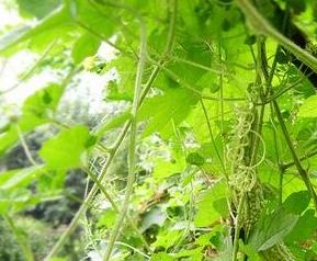 苦瓜叶能吃吗 苦瓜叶能吃吗,一