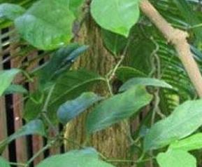 芦子的营养价值（芦子的营养价值高吗）