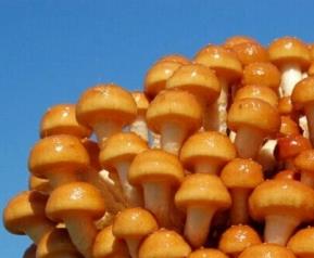 滑子蘑的做法步骤 滑子蘑菜谱